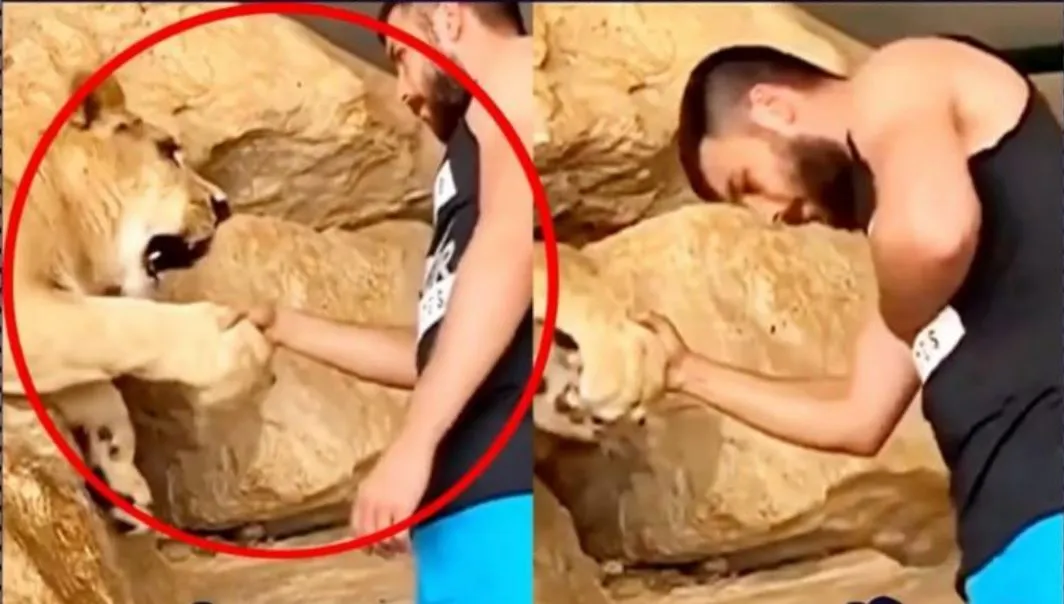 دست دادن شیر وحشی با انسان! + فیلم