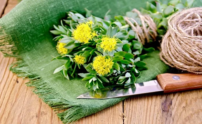 11نسخه گیاهی برای مغز!