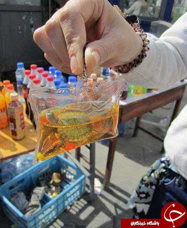 ساخت جا کلیدی با ماهی زنده! +عکس