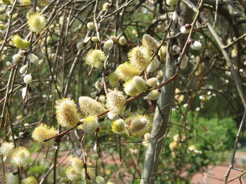 آشنایی با خواص عرق بیدمشک