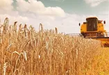 واریزی جدید دولت به حساب گندم‌کاران / مطالبات تا این تاریخ تسویه شد
