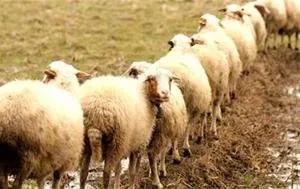 میزان وجه قربانی حج تمتع۹۸ مشخص شد