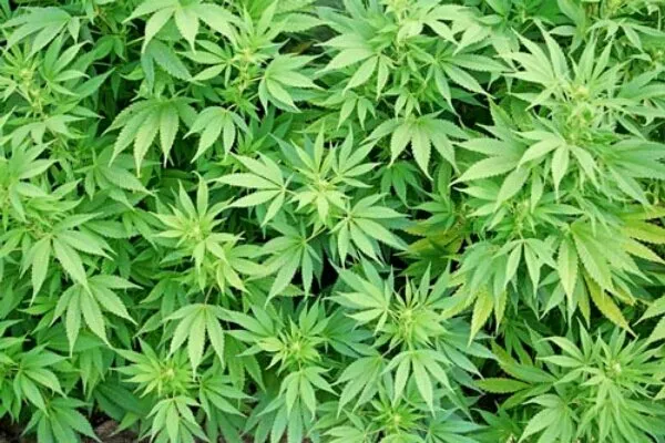 کشف مزارع گراس در یکی از روستاهای کرمانشاه