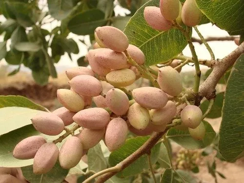 هر کیلو پسته ایران به چه قیمتی صادر می‌شود؟