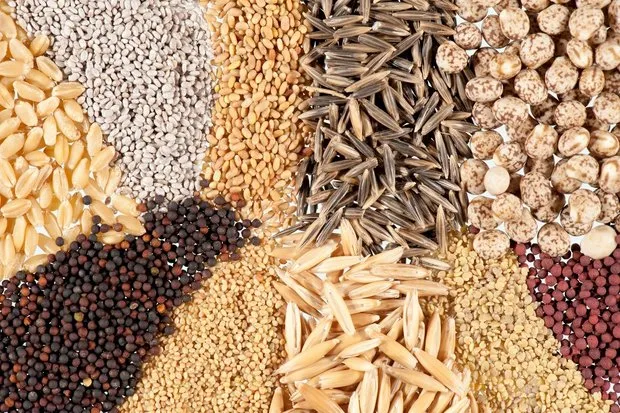 چین، نبض تولید بذر جهان را در دست می گیرد