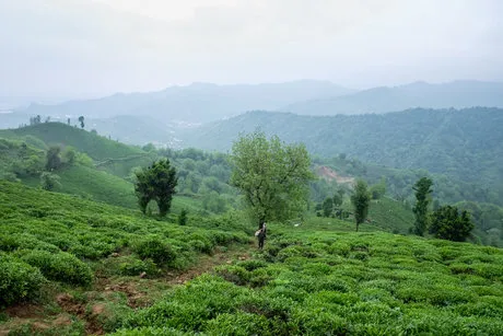 احداث ۵۰۰هزار هکتار باغ دیم در اراضی شیب‌دار
