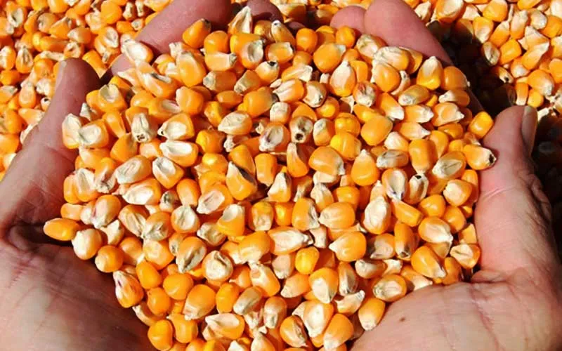 ذرت&zwnj;های آلوده به ایران نمی&zwnj;آید