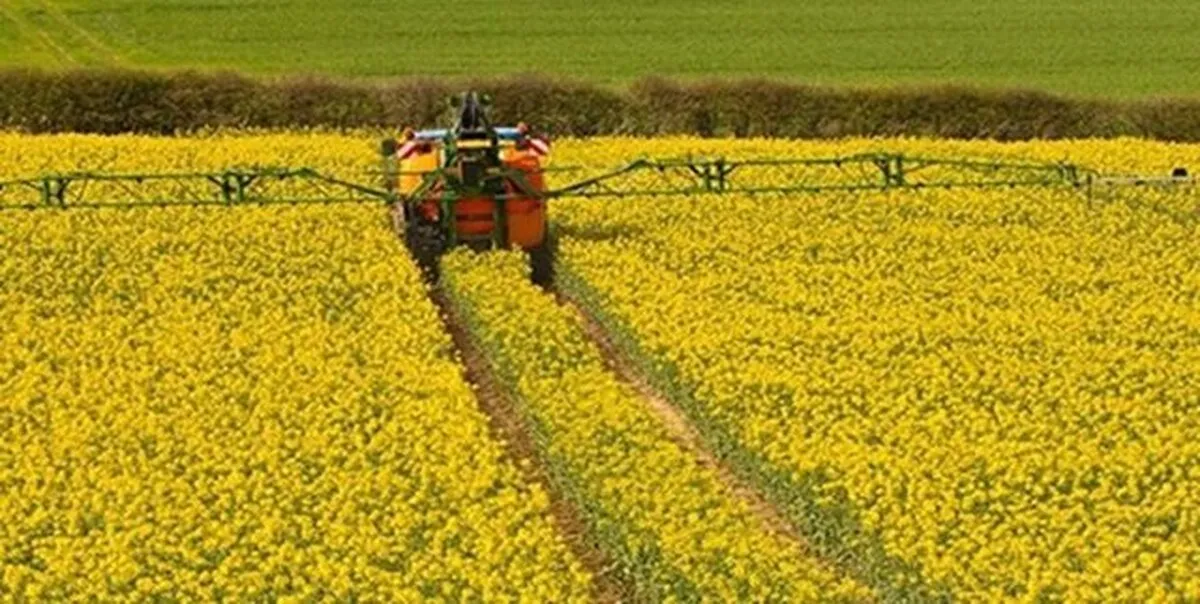 آخرین وضعیت کشت دانه‌های روغنی / قیمت روغن دوباره گران می‌شود؟