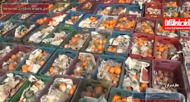 پوسیدگی ۲ هزارتن پرتقال در یک انبار در مازندران +فیلم