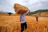 ۴۱.۸ همت به حساب گندم‌کاران  واریز شد / مجموع پرداختی‌ها چقدر شد؟