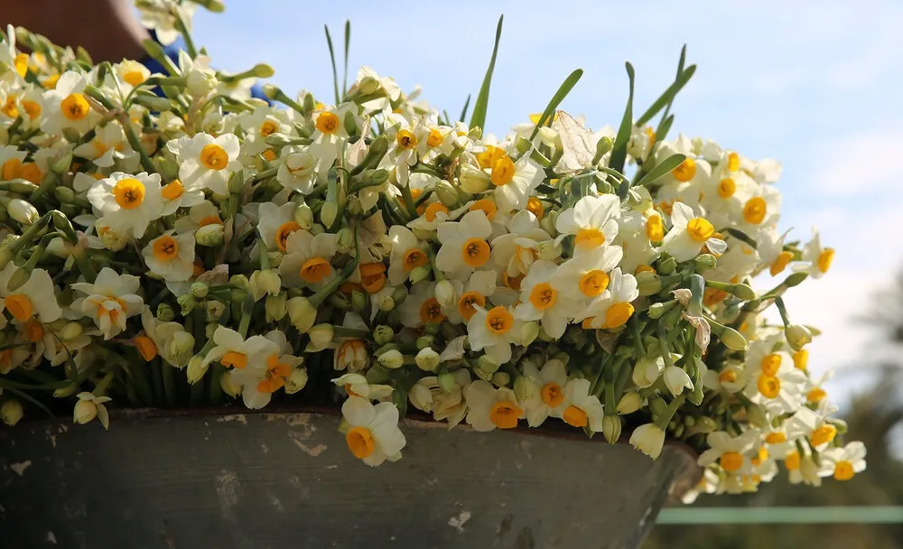 عطر گل نرگس چه سردردهایی را درمان می کند؟ + فیلم