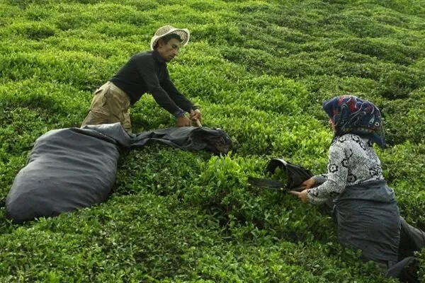 پیش بینی جهش 15درصدی تولید چای کشور در سال‌99