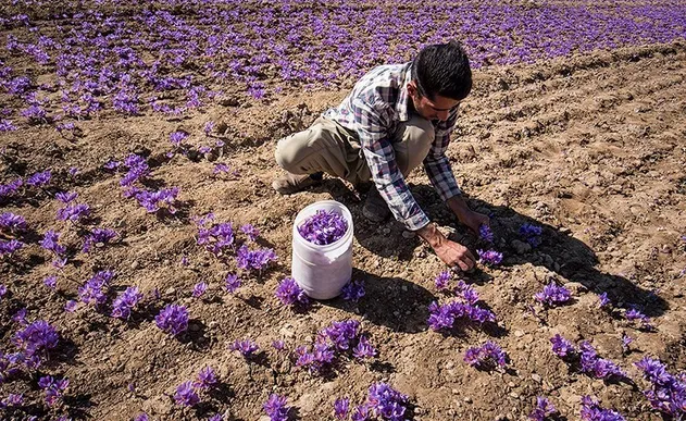 آغاز صدور کد رهگیری ۴بعدی برای زعفران ایران/ ابلاغ سیاست تولید محصولات ارگانیک به وزارت جهاد کشاورزی