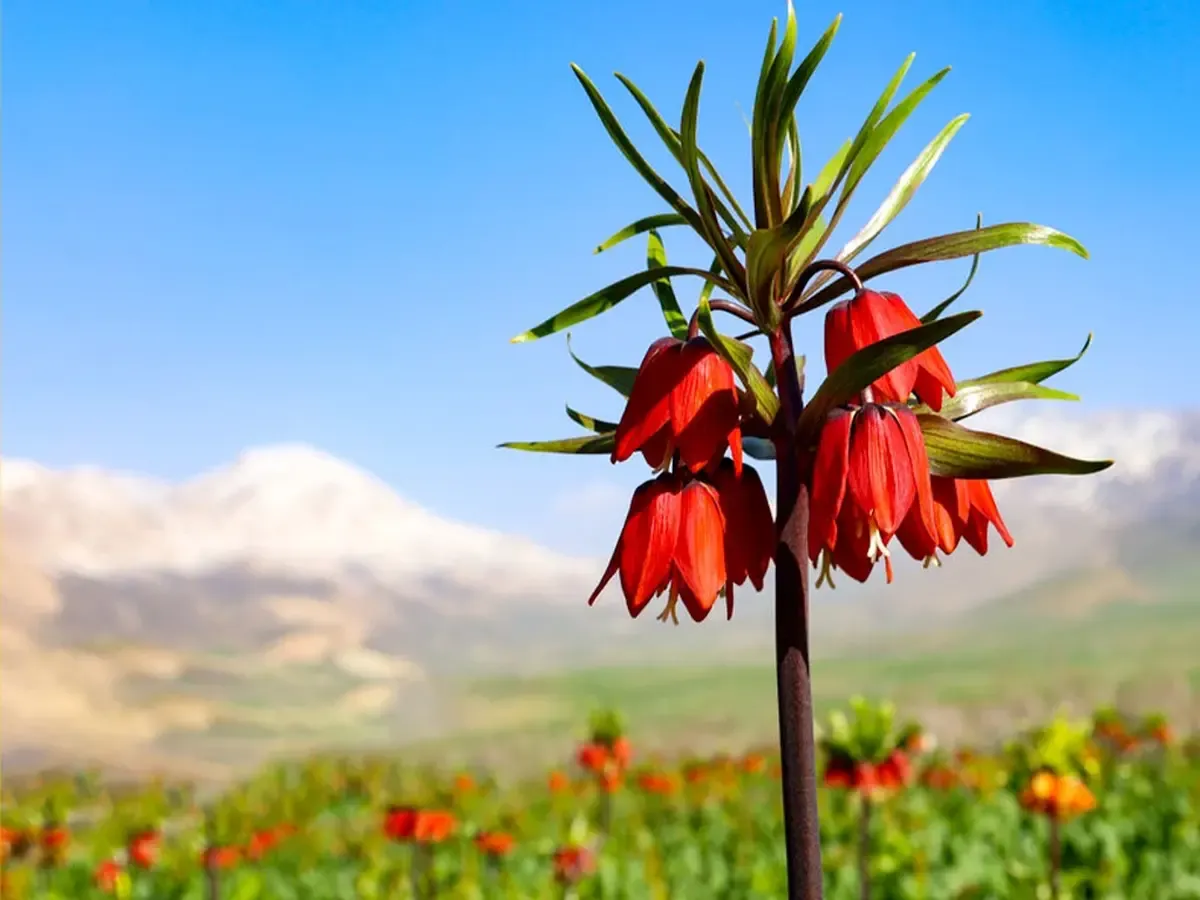 مکالمه رایگان ایرانسل به مناسبت روز شهرکرد