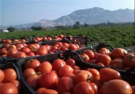 چند تُن گوجه‌فرنگی در سال‌جاری صادر شد؟