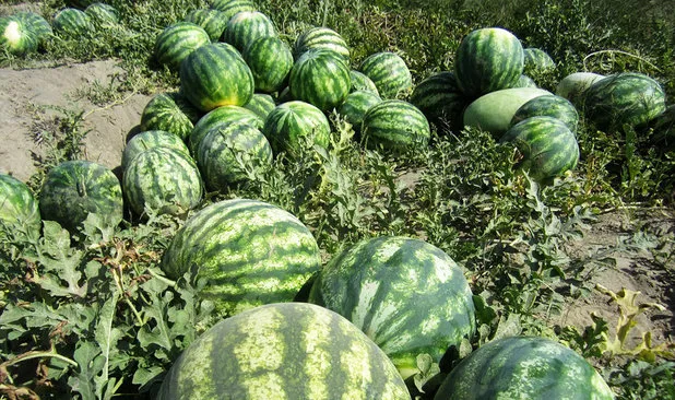 کشت هندوانه و خربزه به جای گندم