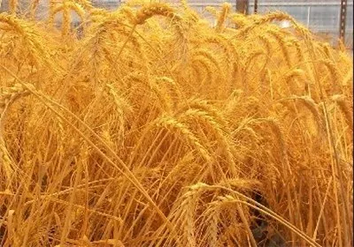 تا 2050 گندمی برای صادرات نمی‌ماند
