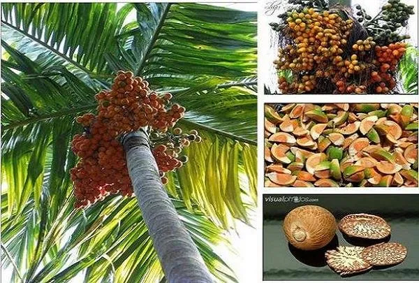 خواص ضد سرطانی نخل هندی