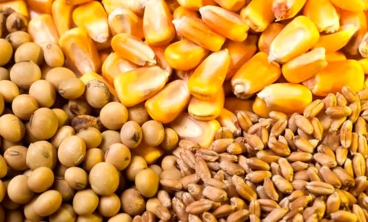 بسیاری از گله های دام سبک به دلیل عدم تامین نهاده حذف شده است