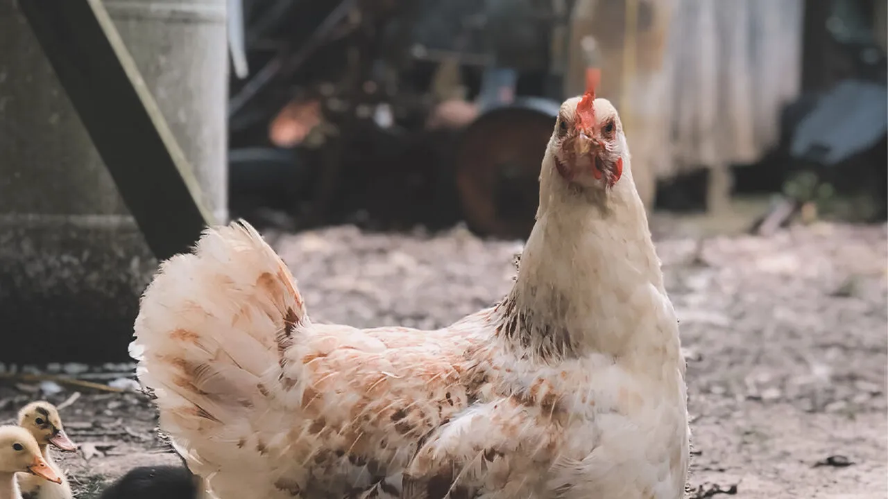 چگونه مرغ‌ها سیستم غذایی جهان را تسخیر کردند؟