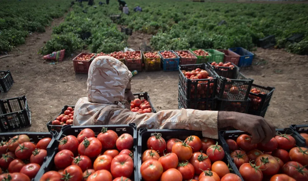 مرجع تشخیص گوجه گلخانه‌ای صادراتی تعیین شد