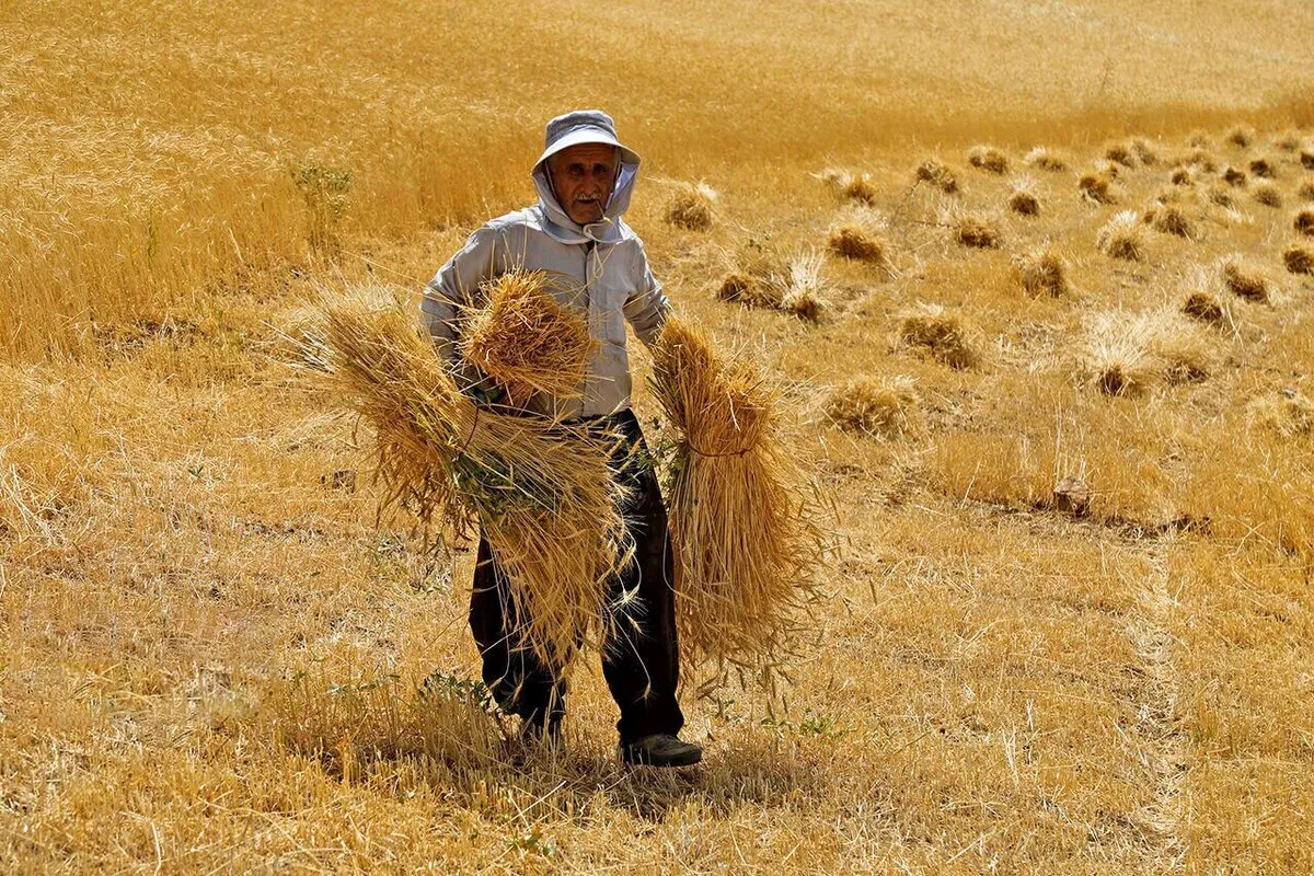 مطالبات گندمکاران تیرماه واریز می‌شود؟ / تبعات تاخیر در پرداخت پول گندم