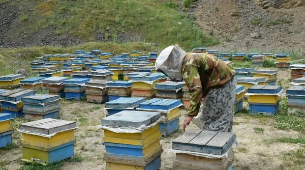 تخصیص ۲۰ هزار تن شکر به زنبورداران کشور