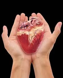 افزایش فروش اعضای بدن در آمریکا