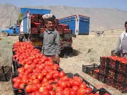 دفن گوجه‌های فرنگی به دلیل نبود خریدار