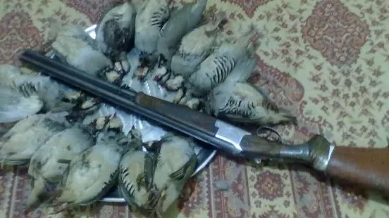 شکار و فروش پرندگان تا اطلاع ثانوی، ممنوع