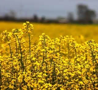 ساخت ۱۰۰۰ دستگاه کاشت ریزدانه با مهندسی معکوس