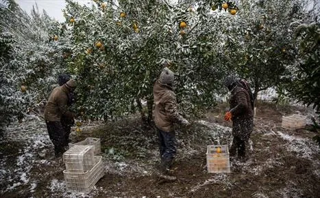 باغداران شمال در معرض تهدید دلالان هستند