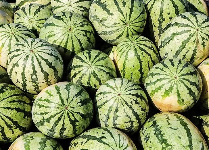 عراق از ایران ۱۰۰میلیون دلار گوجه و هندوانه خرید