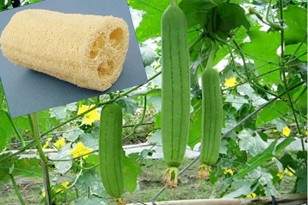 اسرار زیبایی؛ از این گیاه در رشت بعنوان لیف استفاده می شود + عکس